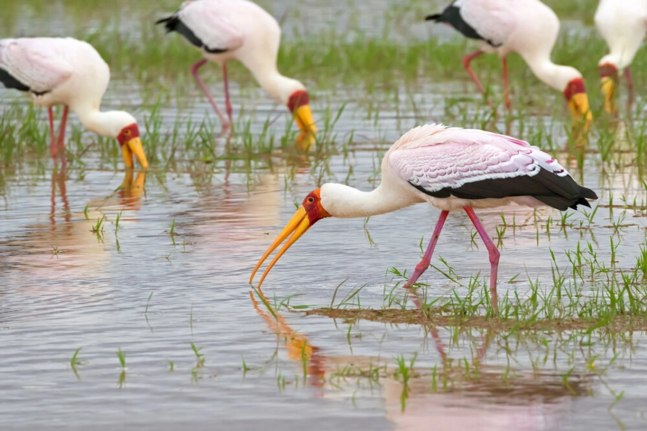 Lake Manyara National Park: A Wildlife Paradise in Tanzania