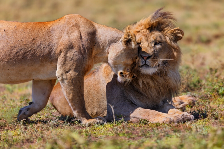 Ngorongoro Crater: Africa’s Natural Wonder