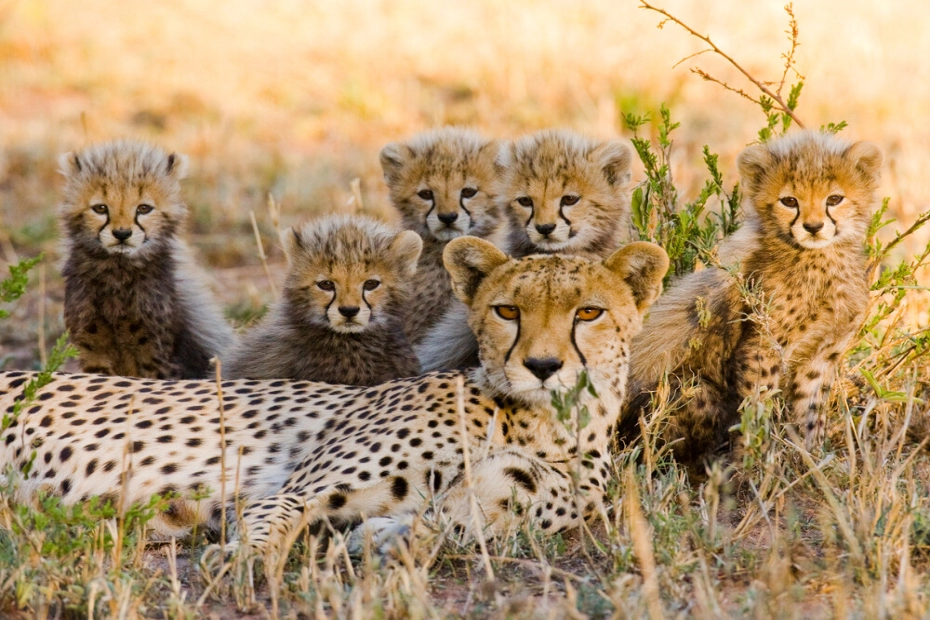 Discover the Untamed Beauty of Ruaha National Park