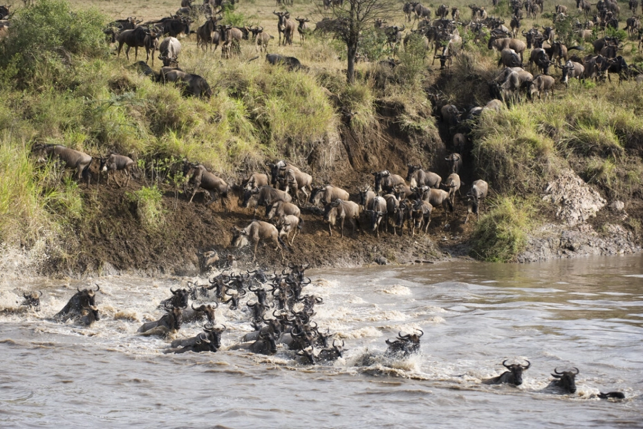 Explore the Wonders of Serengeti National Park
